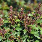 ilex little rascal agrifoglio 1