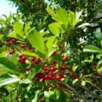 ilex opaca agrifoglio americano 1