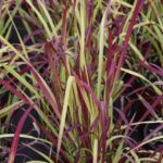 imperata cylindrica red baron 1