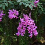 indigofera kirilowii