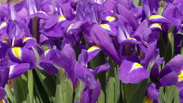 iris ensata variegata 1