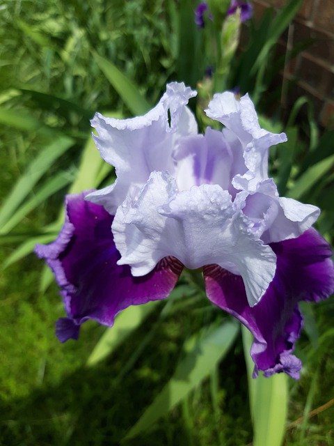 iris germanica rifiorente ghost