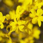 jasminum nudiflorum gelsomino 2