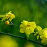 jasminum primulinum gelsomino 1