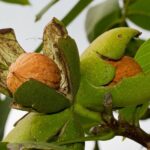 juglans regia lara noce comune