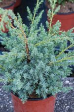 juniperus chinensis blue alps ginepro 1