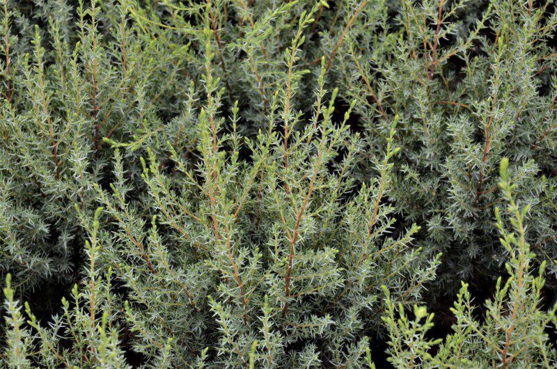 juniperus communis arnold ginepro 1