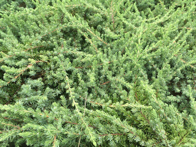 juniperus communis greenmantle ginepro 1