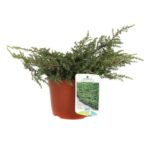 juniperus communis repanda ginepro