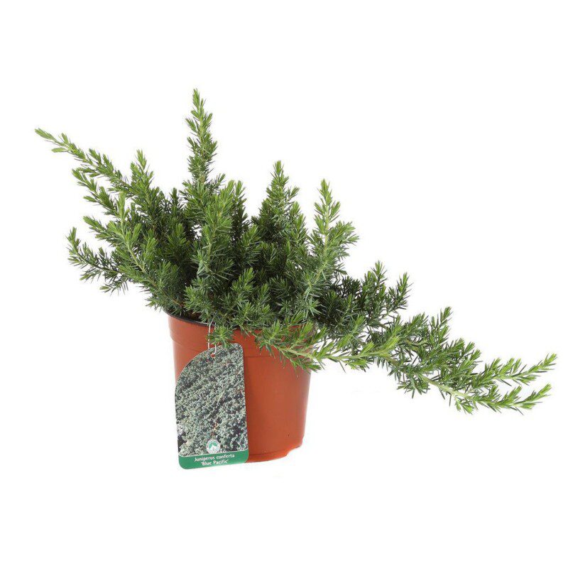 juniperus conferta blue pacific ginepro