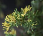 juniperus horizontalis andorra comp. variegata ginepro 1
