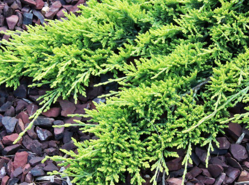 juniperus horizontalis golden carpet ginepro 1