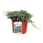juniperus horizontalis monber ginepro