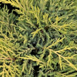juniperus media golden saucer ginepro 1