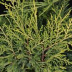 juniperus media pfitzeriana aurea ginepro 1