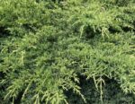 juniperus media pfitzeriana compacta ginepro 1