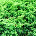 juniperus procubens nana ginepro 1