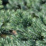 juniperus squamata blue star ginepro 2