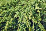 juniperus squamata holger ginepro 1