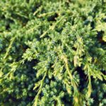 juniperus squamata holger ginepro 1