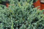juniperus squamata meyeri ginepro 1