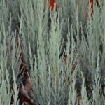 juniperus virginiana blue arrow ginepro 1