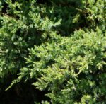 juniperus virginiana robusta green ginepro 1