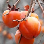 kako mela hana fuyu caco 1