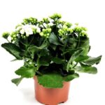 kalanchoe calandiva bianco 1