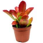 kalanchoe longiflora schltr 1