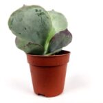 kalanchoe tetraphylla