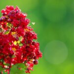lagerstroemia enduring summer red lagestroemia 1
