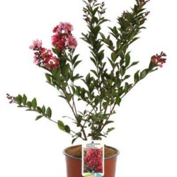 lagerstroemia enduring summer red lagestroemia