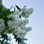 lagerstroemia enduring summer white lagestroemia