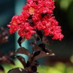 lagerstroemia first edition midnight magic lagestroemia 1