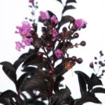 lagerstroemia indica black solitaire mystic magenta lagestroemia 1