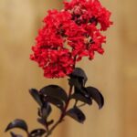 lagerstroemia indica black solitaire red hot lagestroemia 1