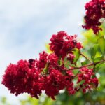 lagerstroemia indica fedi lagestroemia 1