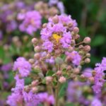 lagerstroemia indica petite orchid lagestroemia 1