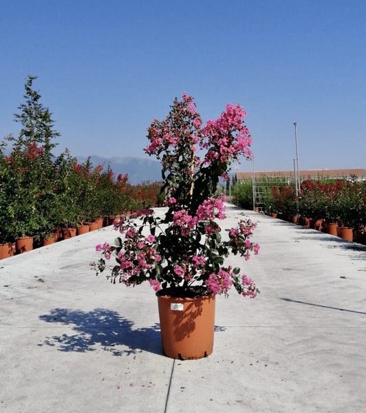 lagerstroemia indica rhapsody in pink lagestroemia 3