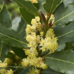 laurus nobilis alloro ciliegio 2
