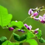 lespedeza thunbergii edo shibori desmodium penduliflorum 1