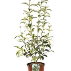 ligustrum japonicum tricolor innesto ligustro