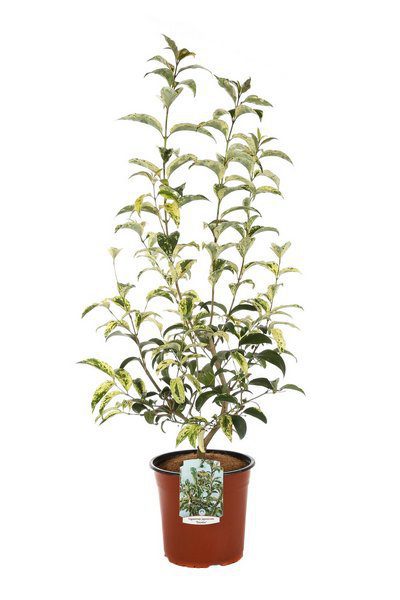 ligustrum japonicum tricolor innesto ligustro