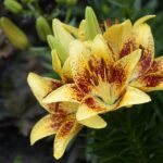 lilium giglio apple pie 1