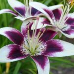 lilium giglio asiatico sicily 1