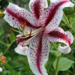 lilium giglio picasso 4