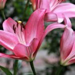 lilium giglio pink bell 1
