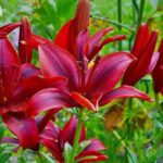 lilium giglio rosanne 1