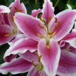 lilium giglio sophie 1